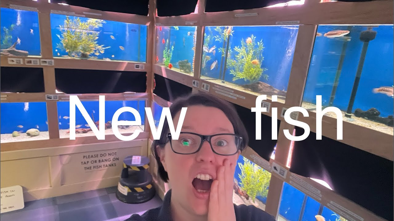New Fish Youtube