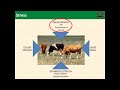 Heat Stress Webinar Series | Session 3: Mitigating the Impacts of Heat Stress - Cattle