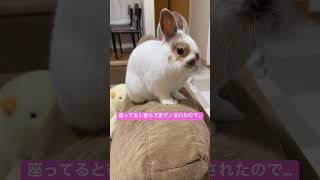 #shorts ,#うさぎ ,#rabbit ,ソファでくつろぎたいチロル