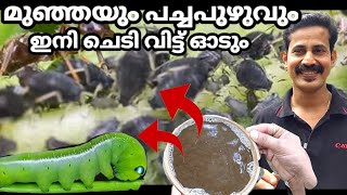 Get Rid of Aphidട caterpillar മുഞ്ഞയും പച്ചപുഴുവുംചെടികളിൽ നിന്ന് വേരോടെ നശിപ്പിക്കാം BTech mixmedia