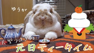 お正月の大きなうさぎさんは・・・【フレンチロップ】French Lop