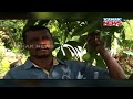 koraput a highly educated youth self sufficient by mango farming