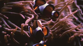 Clownfish playing in a sea anemone in slow motion