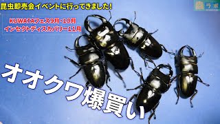 昆虫即売会に行ってきました！KUWATAフェス＆インセクトディスカバリー2020年9・10・11月