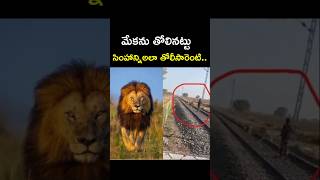 వీడి గుండె పది కాలలు పాటు బతకాలిరా...🔥💪#lion #shortsfeed #viralvideo #gujarat #fact#og