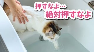 お風呂に慣れる特訓をしていたらまさかの展開が…！【おしゃべりする猫】 【猫アテレコ】