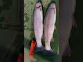 hermosa trucha arcoiris，estimar3000 gramos de este pescado~~