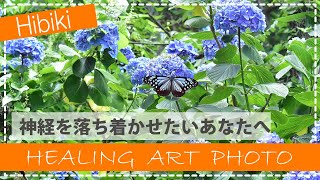 癒しの花の写真スライドショー「神経を落ち着かせたいあなたへ」Hibiki