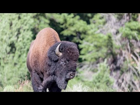 Yellowstone: Wildlife at Lamar Valley Yellowstone: Wildlife at Lamar Valley
