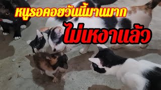 ยินดีต้อนรับเข้าสู่บ้านทรายทอง‼️ต่อไปหนูจะไม่เหงา❗@cats_home