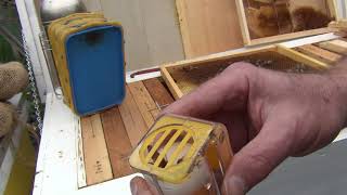First Time Marking a Queen Bee and Hive Inspection