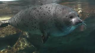 ゴマフアザラシ　(浅虫水族館/青森県)