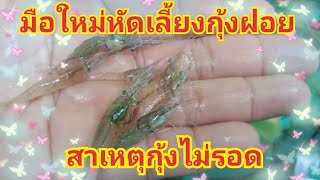 มือใหม่หัดเลี้ยงกุ้งฝอยสาเหตุกุ้งฝอยไม่รอด