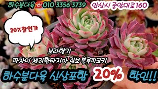 안산하수분다육에 신상군생 입고!! 전품목 20%할인특가