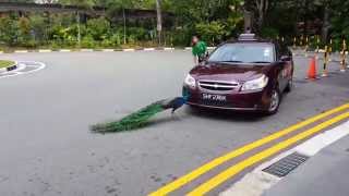 Peacock Attack - Angry Bird Singapore