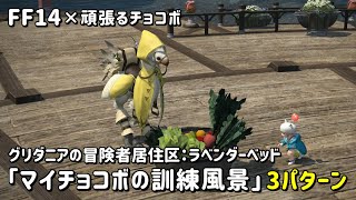 【FF14】マイチョコボの訓練風景 3パターン ラベンダーベッドver.