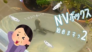 【めだか】室内でNVボックス飼育はじめますPart2【中編】