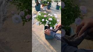 Potted Flowers Packing Techniques #satisfying #shot