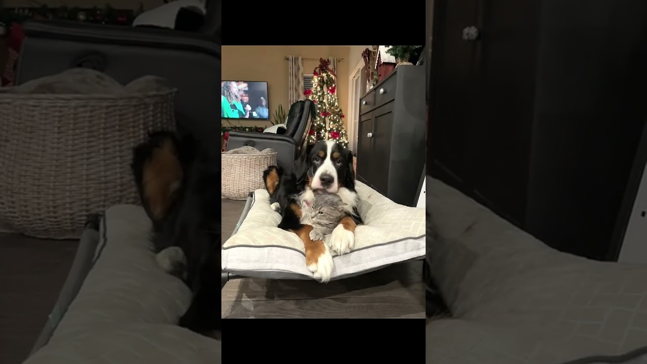 Caring Dogs Housepetscare