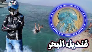 مشينا لواحد من أحسن البحورة فالمغرب Carablanca 🏖 , وخرجلينا 🐙قنديل البحر 😱