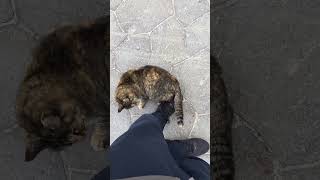 すりすりしてきたりごろごろしたりするサビ猫の野良猫（地域猫）🐈#shorts