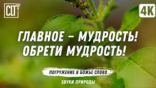 Главное — мудрость! Обрети мудрость! | Библейские стихи о мудрости | Звуки природы | Relaxing