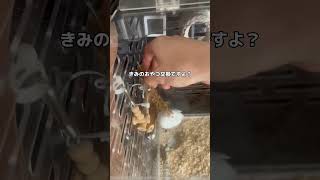 きみのおやつ交換ですよ？#文鳥