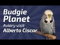 Alberto Ciscar - Budgie Planet -Aviary visit- Visitando el Aviario |🌍Budgie Planet]