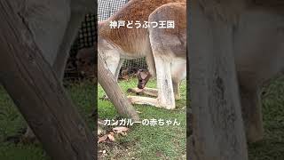 カンガルーの赤ちゃん　#shorts #神戸どうぶつ王国