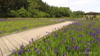 柏崎　夢の森公園　カキツバタ（４Ｋ撮影サンプル）