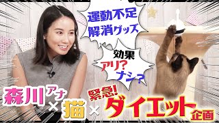 【森川夕貴アナ×猫ちゃん】運動不足解消グッズで…森川アナ＆オリちゃん安定の珍プレー!!