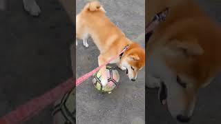 サッカー上手な柴犬　#柴犬 #犬のいる暮らし #サッカー #おもしろ動画犬