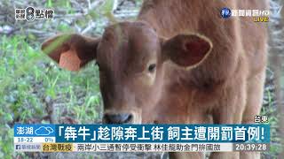 台東牛隻逛大街 飼主首吃紅單挨罰1萬｜華視新聞 20210225