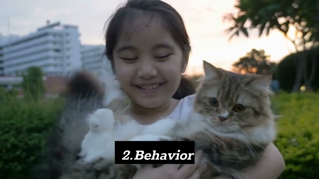 How Do I Know If My Cat Is Healthy How To Know If My Kitten Is