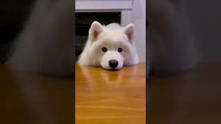 Samoyed dog|Samoyed dog puppy|Samoyed dog barking|Samoyed howling #samoyed #dog