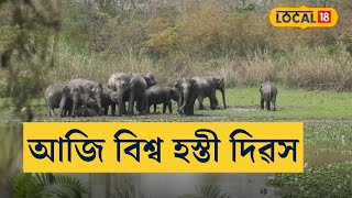 আজি বিশ্ব হস্তী দিৱস,কাজিৰঙাৰ হাতীৰ কেইটামান মনোমহা দৃশ্য #local18