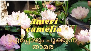 Ameri Cameliya Lotus. എപ്പോഴും പൂക്കൾ തരുന്ന താമര (tropical ) ♥️💥