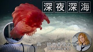 【深夜深海】沖縄・久米島沖！水深900mを水中ドローンで深海旅行▼岸壁幼魚採集家・鈴木香里武がボソボソしゃべってナビゲート！