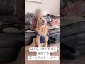 なでなでをやめると催促するゴールデンレトリバー dog goldenretriever shorts