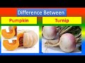 Differences Between Medical And Health Benefits Of Pumpkin  and Turnip