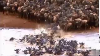 ヌーの大群が川を大移動【野生動物】Wildebeest hordes large move the river