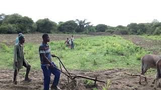 Donkey plough timelapse