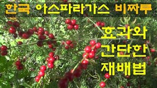 한국의 아스파라가스, 비짜루 효과와 간단한 재배법