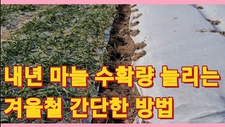 내년 마늘 수확량 늘리는 겨울철 간단한 방법/Simply Winter Tips to lncrease Your Garlic Yield Next Year(농사의신)