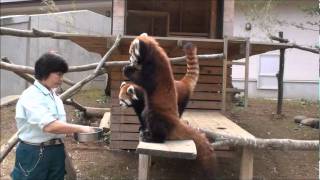 レッサーパンダのクウタとメイメイ　Kuta \u0026 Meimei the Red Panda.