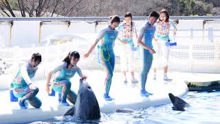 ★京都水族館イルカショー　きいて音♪　みんな始まるよー　4Ｋ