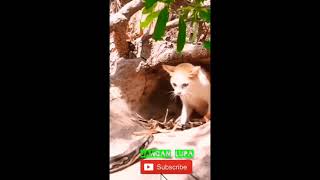 Viral: Pertarungan Kucing vs Phyton||CATvsPHYTON||,!!!!!!!????... #shorts #viral #cat