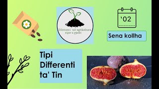 Tipi differenti ta' tin