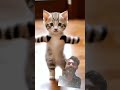 youtube short video cute cat funny youtube animals cet kitten cats song comedymovies