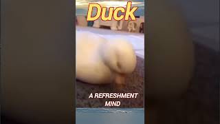 🦆 GOD 🦆 GIFTED 🦆 DUCK 🦆